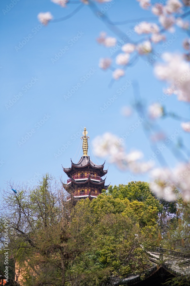 White cherry blossoms and Jiming Temple in Nanjing city in Spring White cherry blossoms and Jiming Temple in Nanjing city in Spring