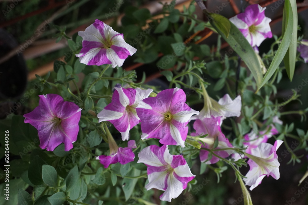 Flowers in the garden in Spring time, Petunia in the garden, Petunia in a pot, Petunia and blurred background, Close Up of Petunia flower Flowers in the garden in Spring time, Petunia in the garden, Petunia in a pot, Petunia and blurred background, Close Up of Petunia flower