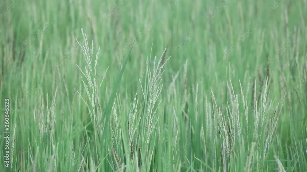 field, paddy, rice field farm, View of Young rice, sprout ready to growing in the rice field field, paddy, rice field farm, View of Young rice, sprout ready to growing in the rice field