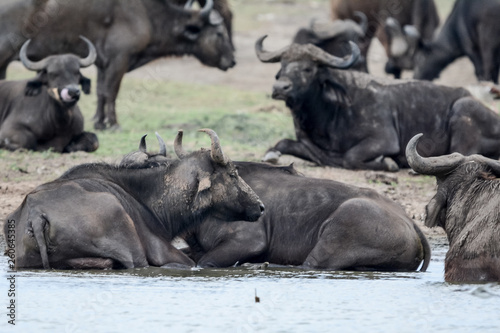 Buffalo in Safari group