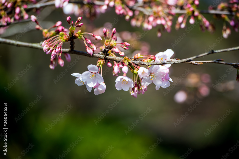 八面山の桜 八面山の桜
