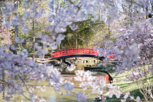 Duke Garden Cherry Blossom