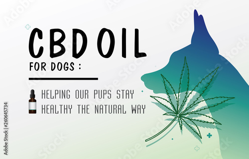 cbd oil for dog for dog helping our pups stay healthy the natural way