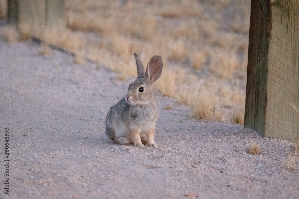 Obraz premium Small bunny