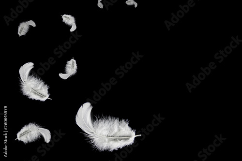 white feathers float in the air. isolated on black background.