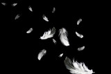Abstract Down Feathers. Group of White Bird Feathers Falling in The Air. Swan Feather on Black Background. 