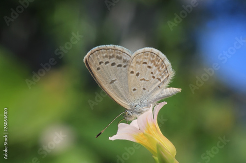 butterfly borneo exotic