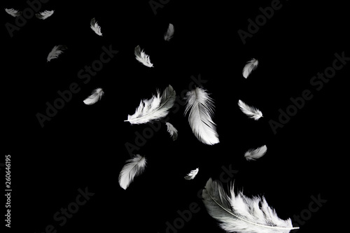 Abstract Down Feathers. Group of White Bird Feathers Falling in The Air. Swan Feather on Black Background. 