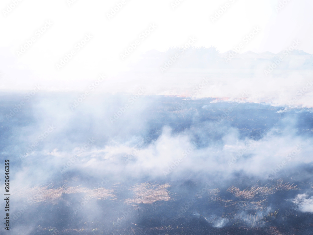 Fire and smoke in the field. Fire and smoke in the field.
