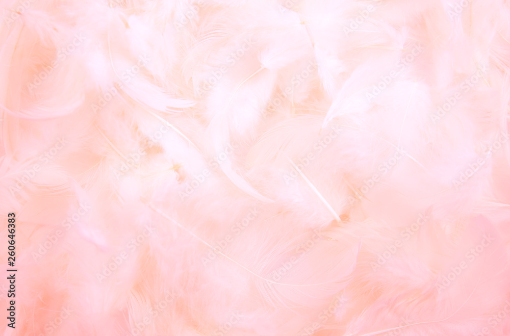 pink feather background. pink feather background.