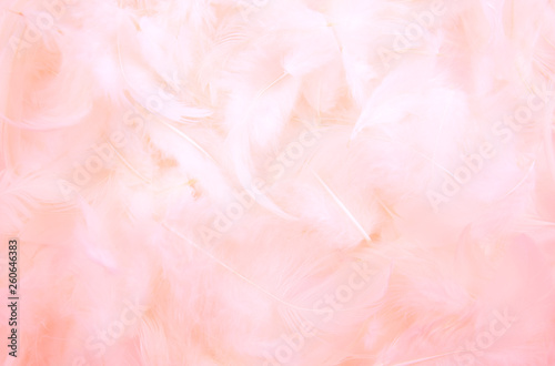 pink feather background.