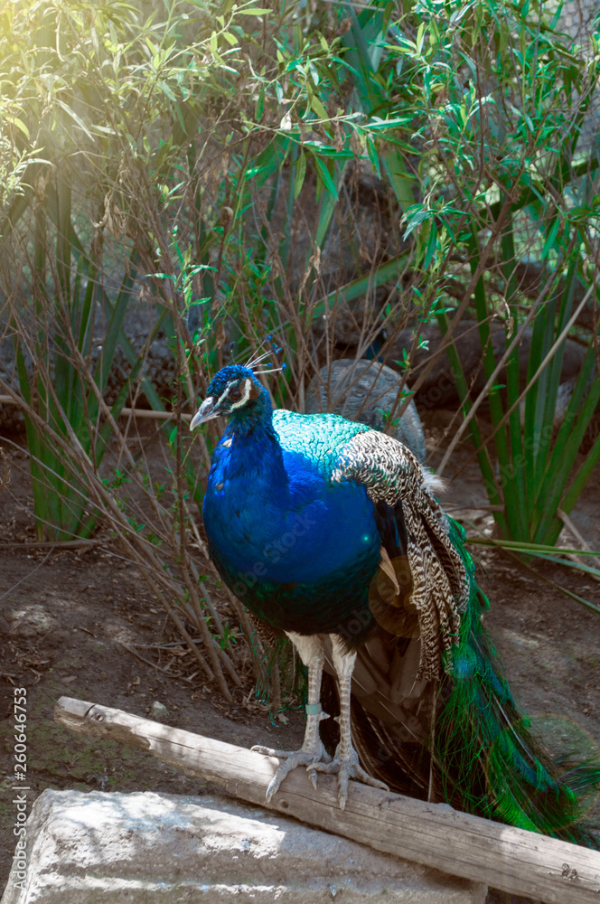 Aves Guacamaya 