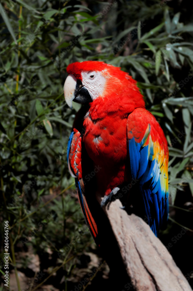 Aves Guacamaya 