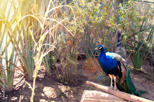 Aves Guacamaya 