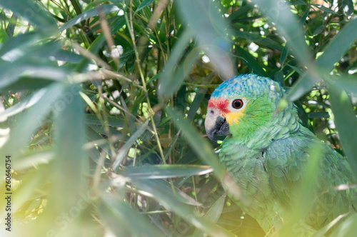 Aves Guacamaya 