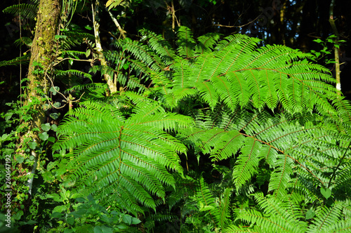 fern leaves and trees in rainforest