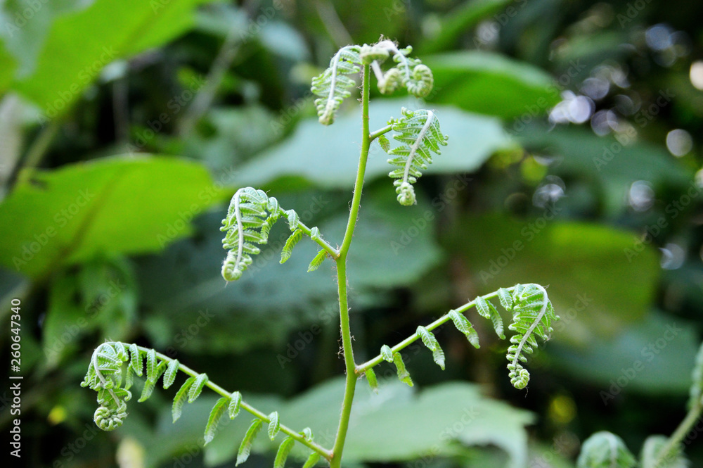 Obraz premium fern plant unrolling in rainforest