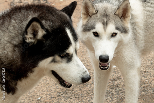 casal de husky branco e preto siberiano brincando e sorrindo