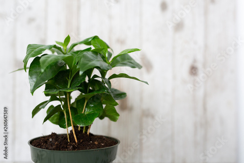 Coffee Tree Shrub Plant © KCULP