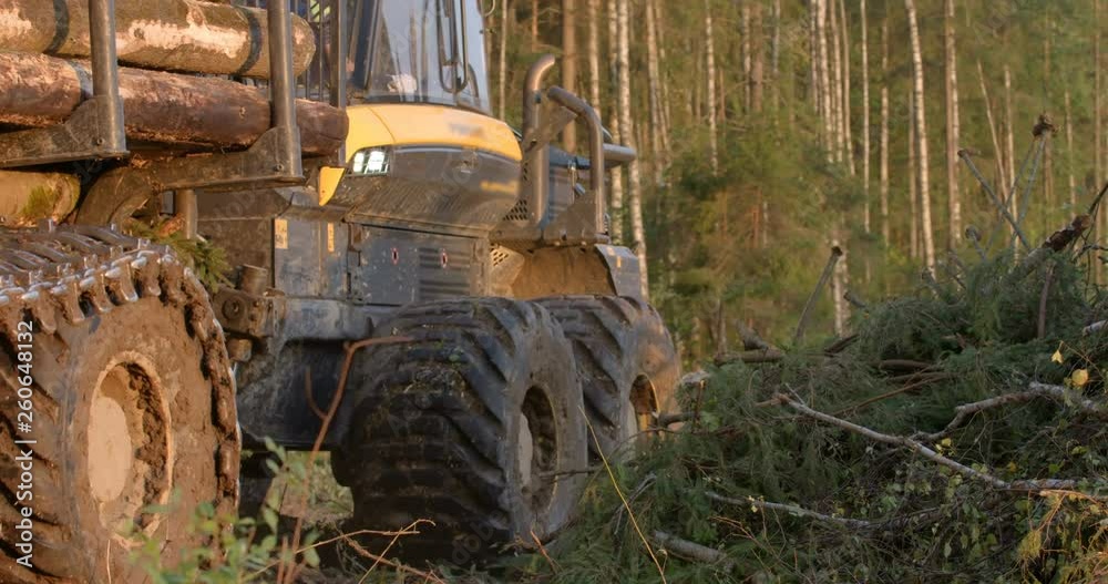 A logging machine fully loaded with trunks of felled trees transports to the storage site for further transportation to a woodworking plant A logging machine fully loaded with trunks of felled trees transports to the storage site for further transportation to a woodworking plant