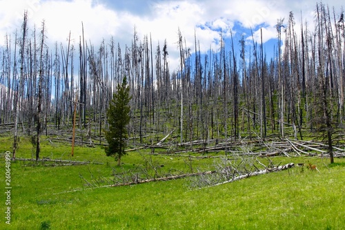 Fototapeta Naklejka Na Ścianę i Meble -  Burned Pine forest landscape in summer Yellowstone National Park
