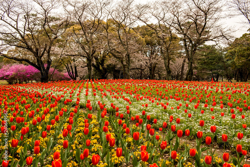 Wallpaper Mural 別府公園のチューリップ Torontodigital.ca