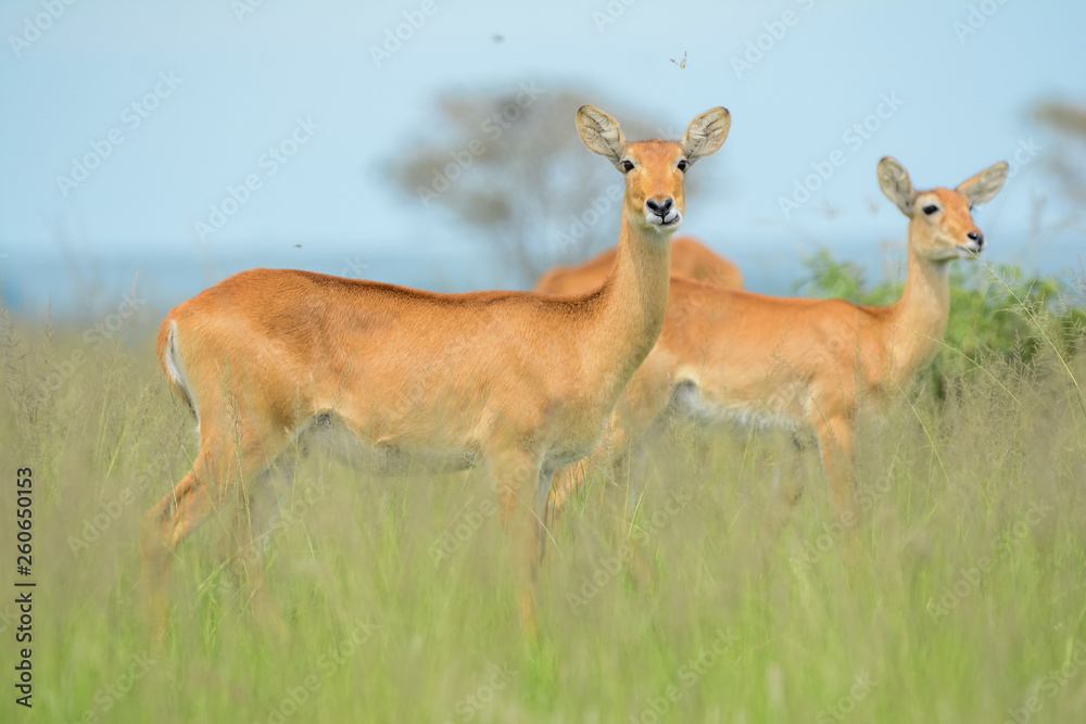 Antilope in Safari in Africa Antilope in Safari in Africa