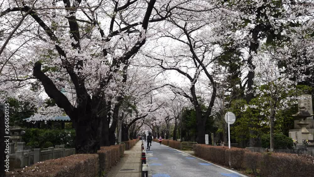 Cherry blossom festival at Aoyama Cemetery. Aoyama Cemetery is a popular spot during spring season Cherry blossom festival at Aoyama Cemetery. Aoyama Cemetery is a popular spot during spring season