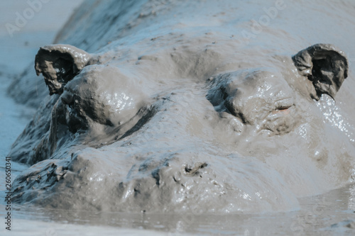 hypopotamus mud in Safari portrait
