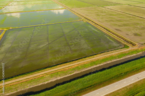 The rice fields are flooded with water. Flooded rice paddies. Agronomic methods of growing rice in the fields.