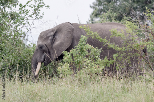 Portrait Elephant in Uganda