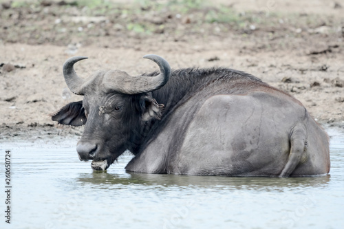 Buffalo in Safari in Africa