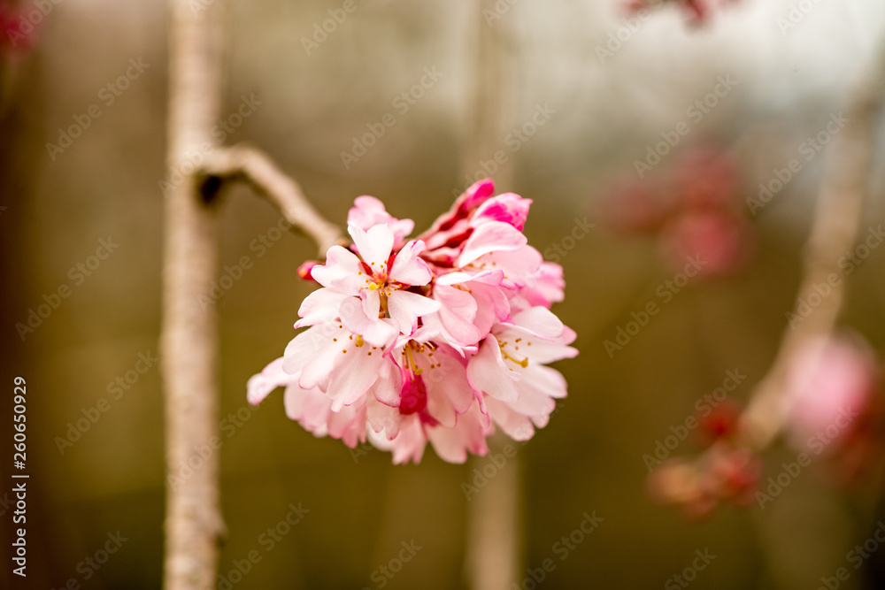 Obraz premium 南立石公園の桜