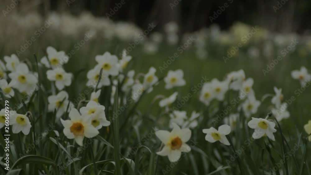 Field of white daffodils Field of white daffodils