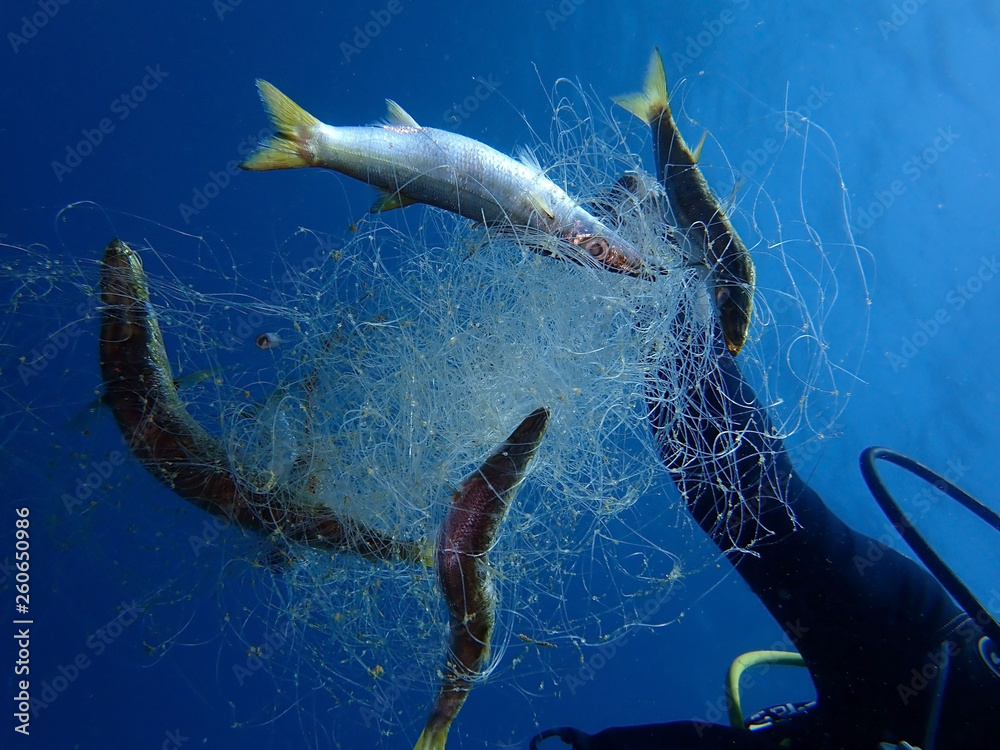 Ghost nets are fishing nets that have been left or lost in the
