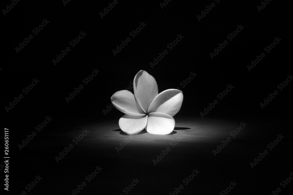 Naklejka premium Frangipani Black And White 