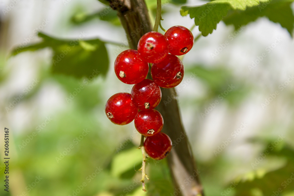 Bunch of red currant berries on a branch close-up .Ríbes rúbrum