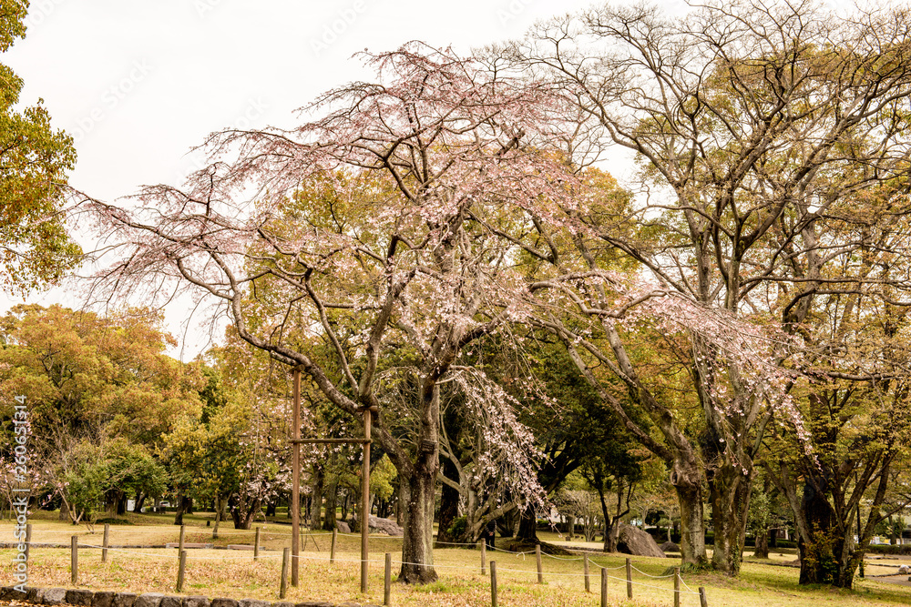 南立石公園の桜