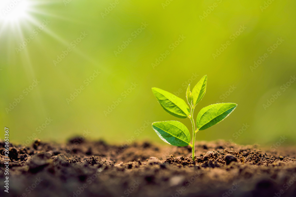 Naklejka premium planting tree in garden with sunrise. concept save world