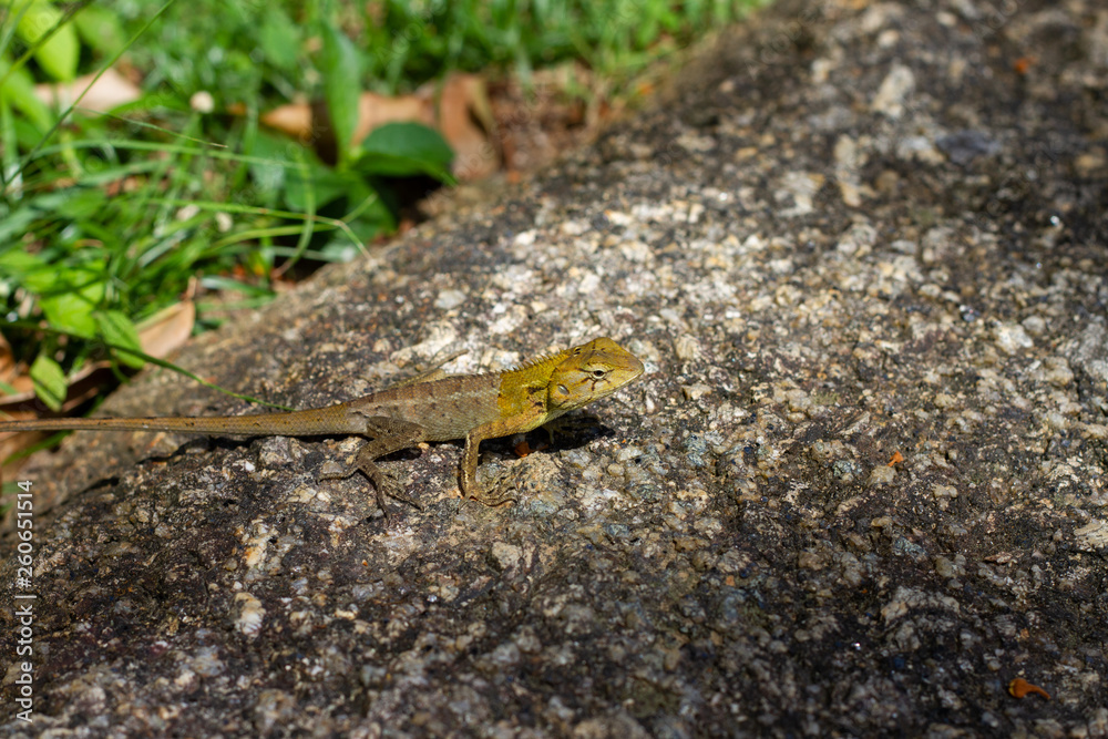 Obraz premium lizard on rock