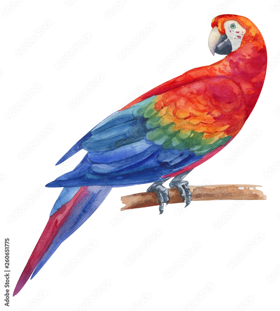 Watercolor hand painted rainbow ara parrot. Red, blue, yellow, green exotic bird on branch. Tropical bird with bright plumage isolated on white