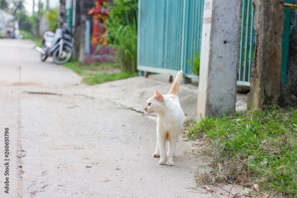 little kitty walking down the street