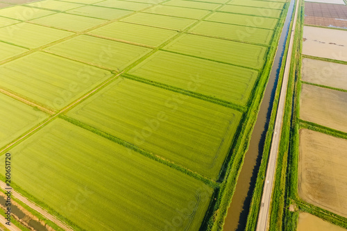 The rice fields are flooded with water. Flooded rice paddies. Agronomic methods of growing rice in the fields.