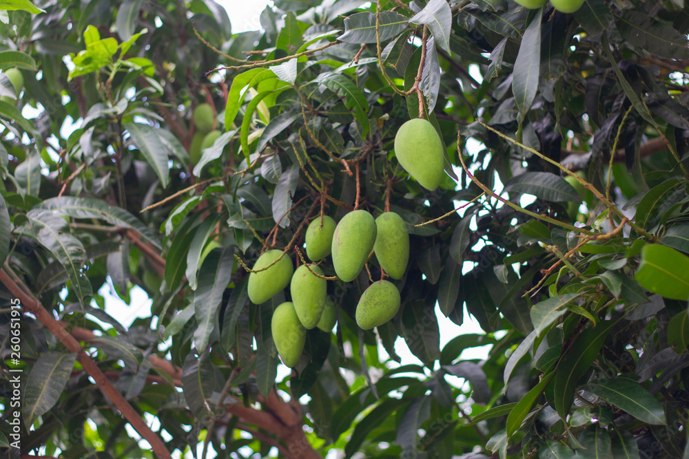 green mangoes on a tree in the tropics green mangoes on a tree in the tropics