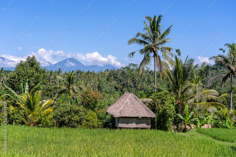 Landscape with rice fields, straw house and palm tree at sunny day in island Bali, Indonesia. Nature and travel concept Landscape with rice fields, straw house and palm tree at sunny day in island Bali, Indonesia. Nature and travel concept