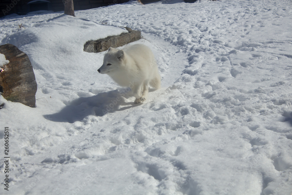 arctic fox running on the snow in buffalo zoo arctic fox running on the snow in buffalo zoo
