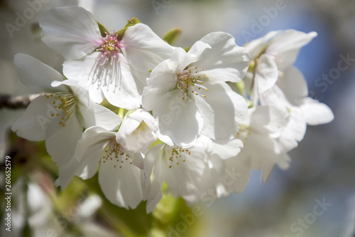 Cherry Blossoms  Sakura