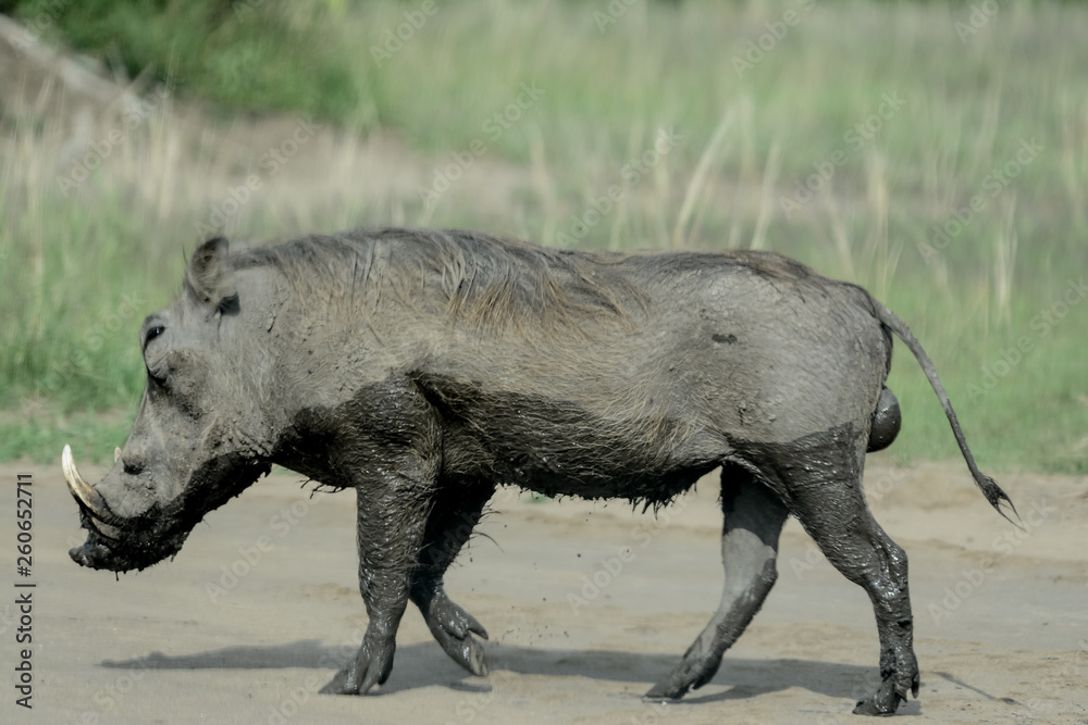 Fototapeta premium Warthog in African
