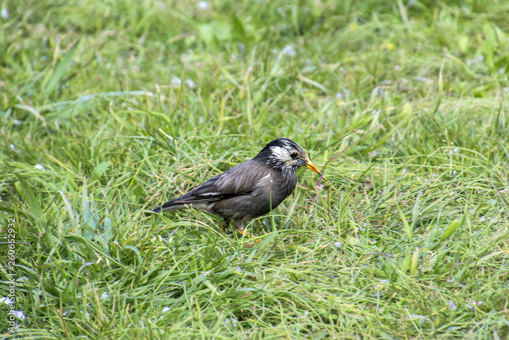 Obraz premium Gray starling in the park of Japan