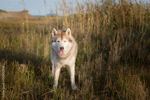 Profile Portrait of beautiful siberian husky dog with brown eyes standing in the field near the sea at golden sunset